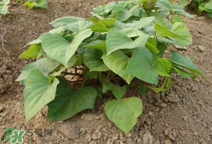 六月份可以栽地瓜嗎？六月份種紅薯晚嗎？