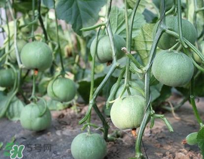 六月份可以種甜瓜嗎？六月份可以種香瓜嗎？