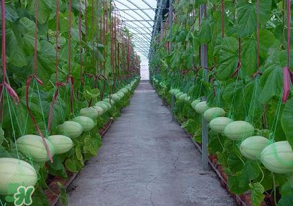 六月份可以種甜瓜嗎？六月份可以種香瓜嗎？