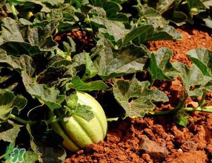 六月份可以種甜瓜嗎？六月份可以種香瓜嗎？