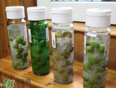 青梅酒用什么酒泡？青梅酒用什么酒好？