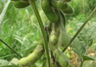 六月份可以種毛豆嗎？六月份毛豆怎么種植？