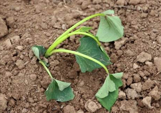 六月份可以栽地瓜嗎？六月份種紅薯晚嗎？