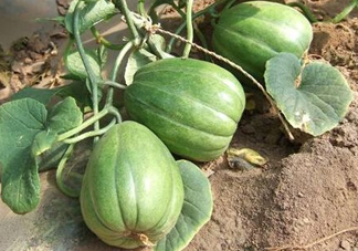 六月份可以種甜瓜嗎？六月份可以種香瓜嗎？