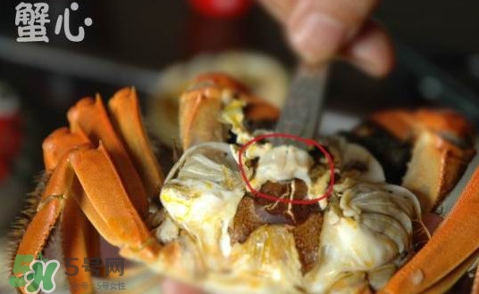 面包蟹是哪里產(chǎn)的？面包蟹哪里不能吃圖解