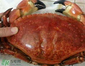 面包蟹為什么那么多黃？面包蟹為什么不能清蒸