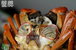 面包蟹是哪里產(chǎn)的？面包蟹哪里不能吃圖解
