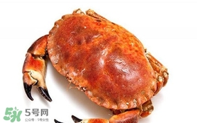 面包蟹是海蟹嗎？面包蟹吃什么東西