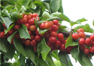 6月份有什么水果？6月份有哪些水果？