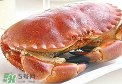 熟凍面包蟹好吃嗎？面包蟹是鮮活的好還是熟凍的好