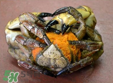 面包蟹為什么叫面包蟹？面包蟹為什么都是母蟹