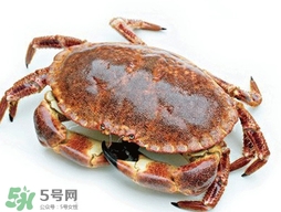 活面包蟹怎么保存？面包蟹能保存多久