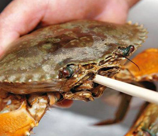 活面包蟹怎么打開(kāi)？活面包蟹怎么殺