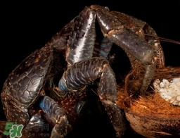 椰子蟹多少錢一斤？2017椰子蟹價格