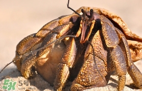 椰子蟹是保護(hù)動物嗎？椰子蟹是幾級保護(hù)動物