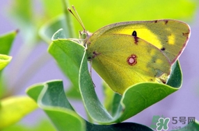 夏至是什么意思？夏至的習(xí)俗有哪些
