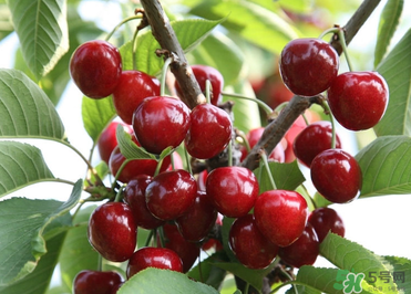 6月份還有櫻桃嗎？櫻桃6月份還有嗎？