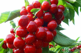 6月份還有櫻桃嗎？櫻桃6月份還有嗎？