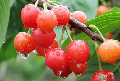 6月份還有櫻桃嗎？櫻桃6月份還有嗎？