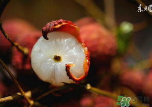 6月份還有櫻桃嗎？櫻桃6月份還有嗎？