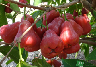 6月份有什么水果？6月份有哪些水果？