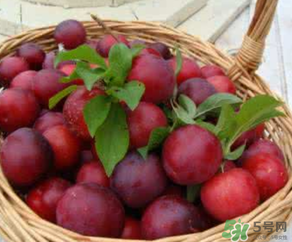 6月份有什么水果？6月份有哪些水果？