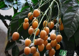 6月份有什么水果？6月份有哪些水果？