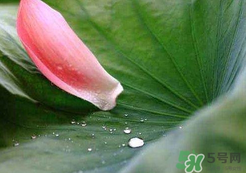 三伏天是什么意思？三伏天在飲食上要注意些什么