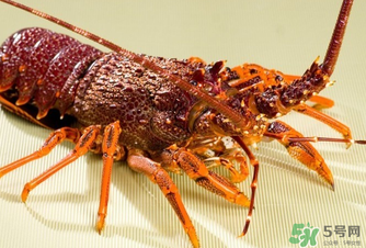 澳洲龍蝦是淡水的嗎？澳洲龍蝦是海鮮嗎？