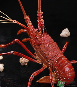 澳洲龍蝦一只多少錢？澳洲龍蝦多少錢一只？