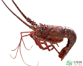 澳洲龍蝦一只多少錢？澳洲龍蝦多少錢一只？