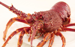 澳洲龍蝦一般多重？澳洲龍蝦一只多少斤？