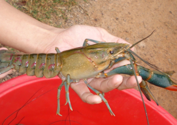 澳洲龍蝦一般多重？澳洲龍蝦一只多少斤？