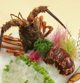 澳洲龍蝦一般多重？澳洲龍蝦一只多少斤？