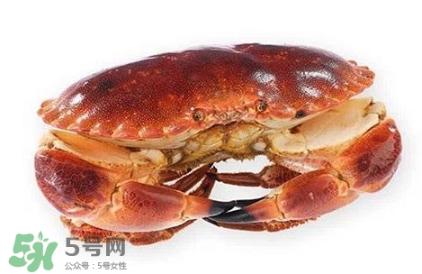 活面包蟹怎么保存？面包蟹能保存多久