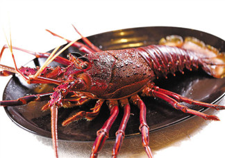 澳洲龍蝦一只多少錢？澳洲龍蝦多少錢一只？