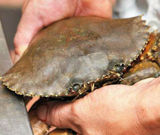 活面包蟹怎么打開(kāi)？活面包蟹怎么殺