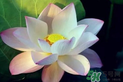 夏至是夏天的開始嗎 夏至是幾月幾日 夏至是夏天的開始嗎 夏至是幾月幾日