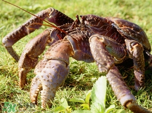 椰子蟹多少錢一斤？2017椰子蟹價格