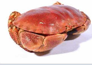 熟凍面包蟹好吃嗎？面包蟹是鮮活的好還是熟凍的好