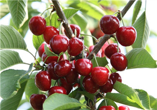 6月份還有櫻桃嗎？櫻桃6月份還有嗎？