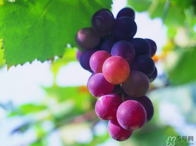 孕婦吃葡萄可以吃皮嗎？孕婦吃葡萄寶寶眼睛大