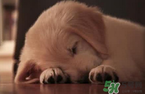 狗肉節(jié)是幾月幾號(hào)？2017玉林狗肉節(jié)是什么時(shí)候