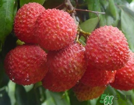 吃荔枝為什么會(huì)暈倒？吃荔枝暈倒怎么回事？