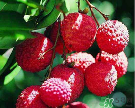 吃荔枝為什么會(huì)暈倒？吃荔枝暈倒怎么回事？