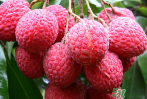 荔枝病是什么？荔枝病怎么治？