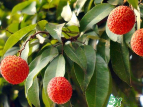 荔枝病是什么？荔枝病怎么治？