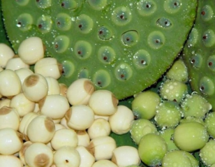 新鮮蓮子什么時(shí)候有？新鮮蓮子幾月有？