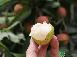 荔枝為什么不能多吃？荔枝吃多了有什么危害？