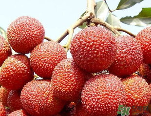 荔枝吃多了會胖嗎？吃荔枝會長胖嗎？